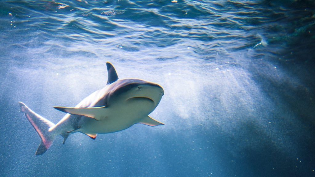 Stoned Sharks Take Over Shark Week